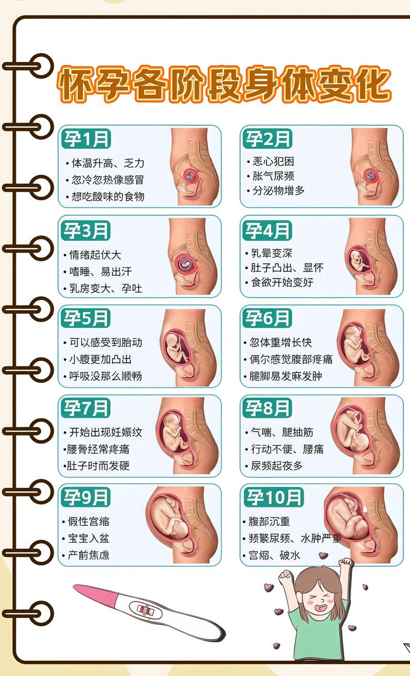 揭秘供卵代孕妈妈怀孕小腹分两节，孕期变化的奥秘秦皇岛代生机构: